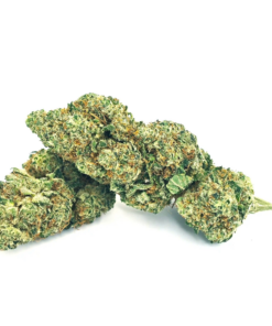 Canapa Montana | Plutonium Indoor