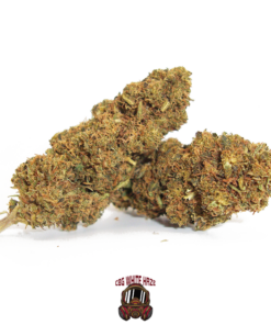 IperHemp | CBG White Haze – THC Free – Infiorescenza di Canapa Light