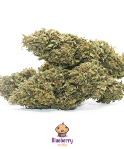IperHemp | Blueberry Muffin – Infiorescenza di Canapa Light