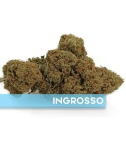 Appennino Farm | WHITE WIDOW Outdoor