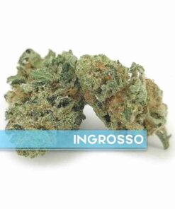 Appennino Farm | BUDDHA COOKIE indoor
