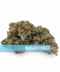 Appennino Farm | WHITE CBG outdoor