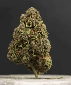 La Canapa Legale | Indoor Pink Lady CBD