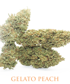 MariaLight® | Gelato Peach – Cannabis Light