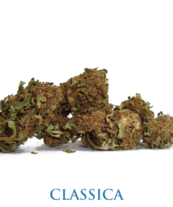 MariaLight® | MariaLight Classica – Cannabis Light