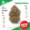Thai Cannabis Club | Tropicana Cherry - Cannabis THC Premium