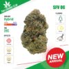 Thai Cannabis Club | SFV OG - Cannabis THC Premium