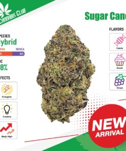 Thai Cannabis Club | Sugar Cane - Cannabis THC Premium