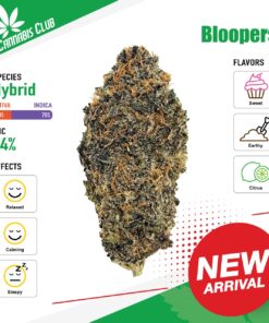Thai Cannabis Club | Bloopers - Cannabis THC Premium
