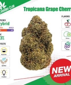 Thai Cannabis Club | Tropicana Grape Cherry - Cannabis THC Premium