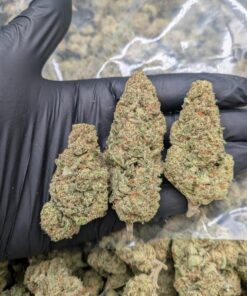 European CBD Wholesaler & Grower | Jet Fuel | Indoor Hydro