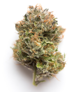 European CBD Wholesaler & Grower | Galato #33 | Indoor Hydro