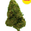 Hempati | Amnesia White | Greenhouse 100g