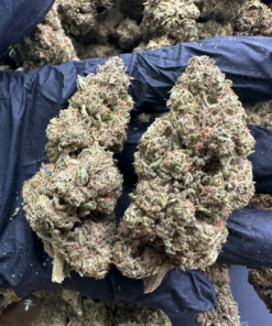 European CBD Wholesaler & Grower | Master Kush | Indoor Hydro