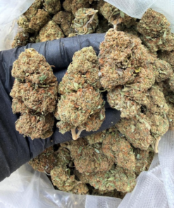 European CBD Wholesaler & Grower | Cheese | Big Buds Glass House